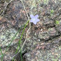 Wahlenbergia marginata (Thunb.) A.DC.